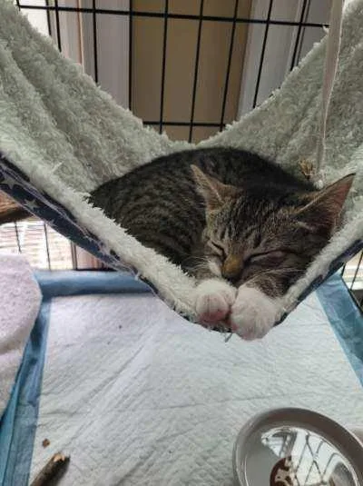 A baby small-sized female Tabby (Gray / Blue / Silver) Domestic Short Hair cat named Gracie for adoption in Bellmawr, NJ