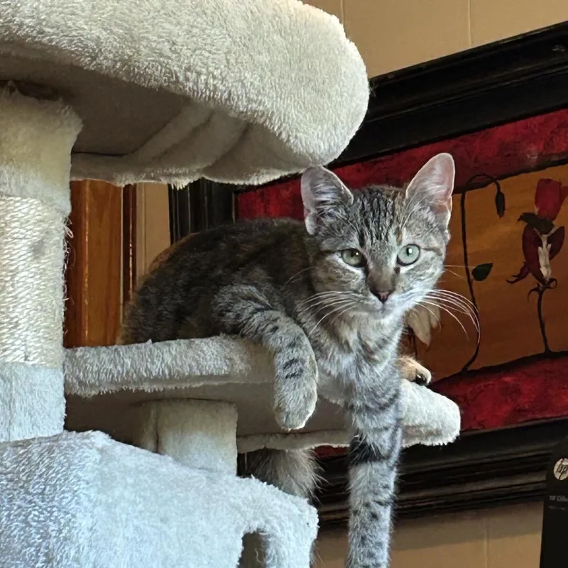 A baby medium-sized female Domestic Short Hair cat named Tabbix for adoption in mount vernon, AR