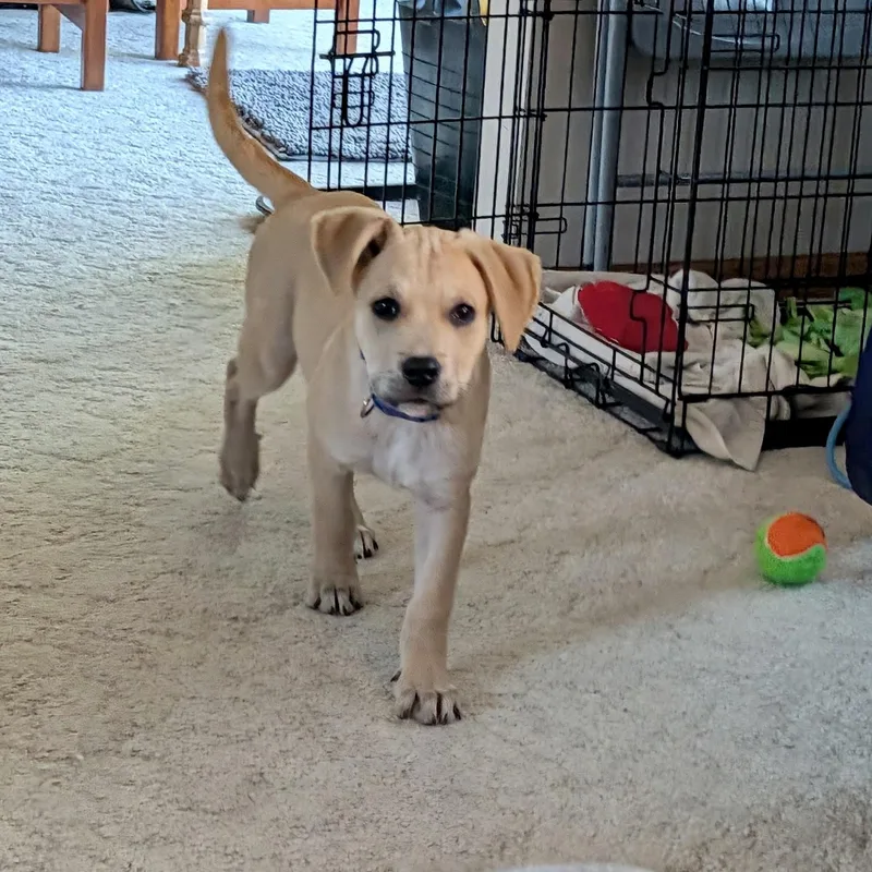 A baby medium-sized male Yellow / Tan / Blond / Fawn Labrador Retriever dog named Whiskey for adoption in Prior Lake, MN