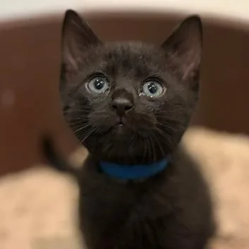 A baby small-sized male Domestic Short Hair cat named Helmet for adoption in Troy, VA