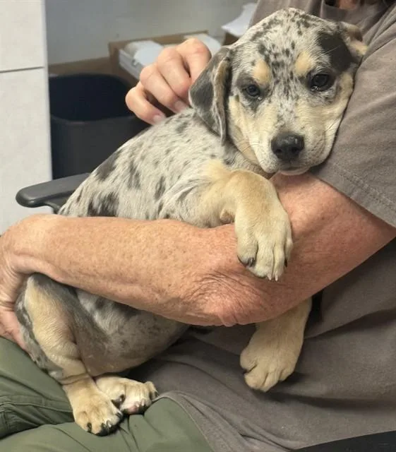 A baby medium-sized female Catahoula Leopard Dog dog named Zoey for adoption in Brewster, MA