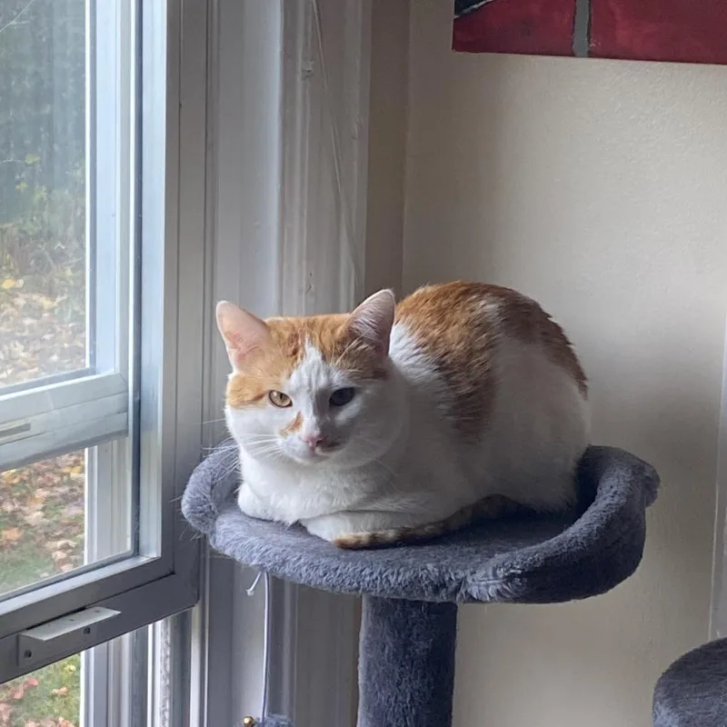 An adult medium-sized male Orange / Red Domestic Short Hair cat named Zoro for adoption in Roanoke, VA