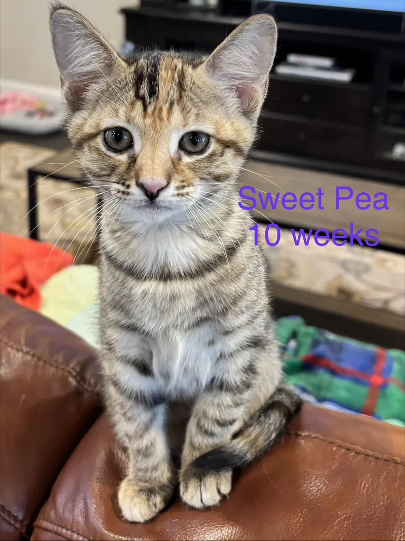 A young medium-sized female Tabby cat named Sweet Pea L for adoption in Frisco, TX