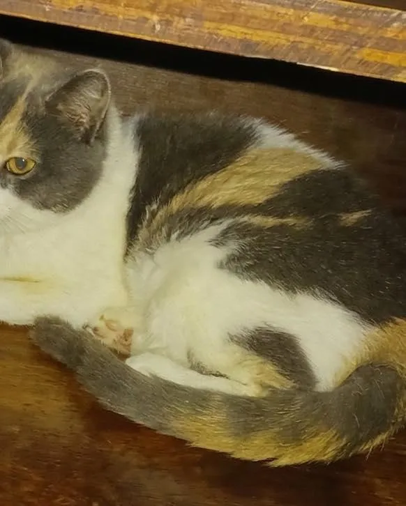 An adult small-sized female Dilute Calico Domestic Short Hair cat named Cece for adoption in Dyer, IN