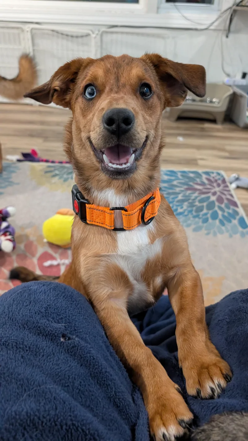 Arlo