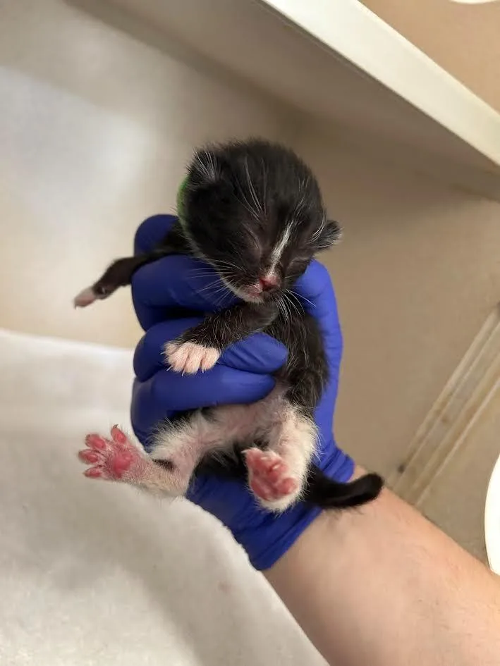 A young small-sized male Domestic Short Hair cat named Souffle for adoption in Los Angeles, CA