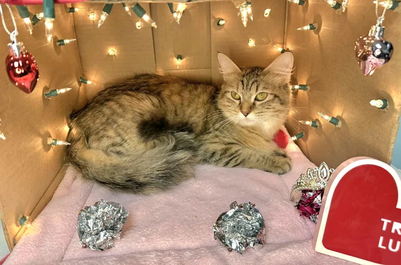 Halo  Gorgeous Long thumbnail 5