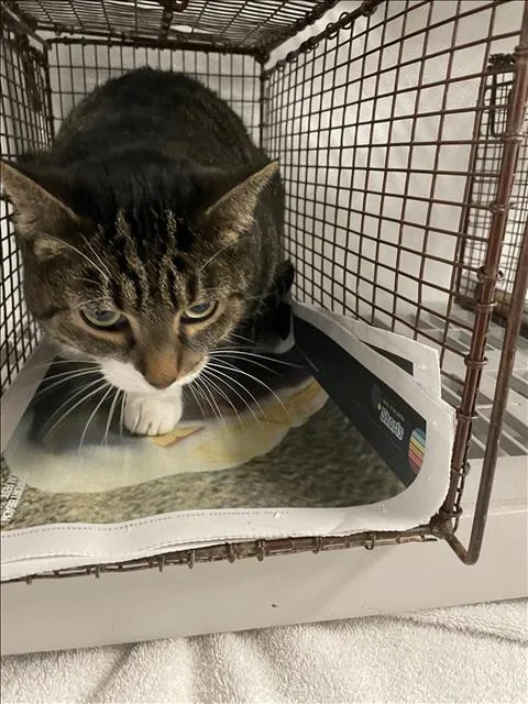 An adult medium-sized female Domestic Short Hair cat named Salad for adoption in Van Nuys, CA