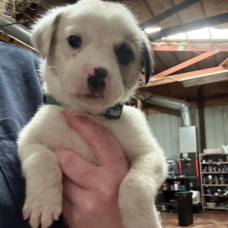 A baby small-sized male White / Cream Mixed Breed dog named Glacier for adoption in Tulsa, OK