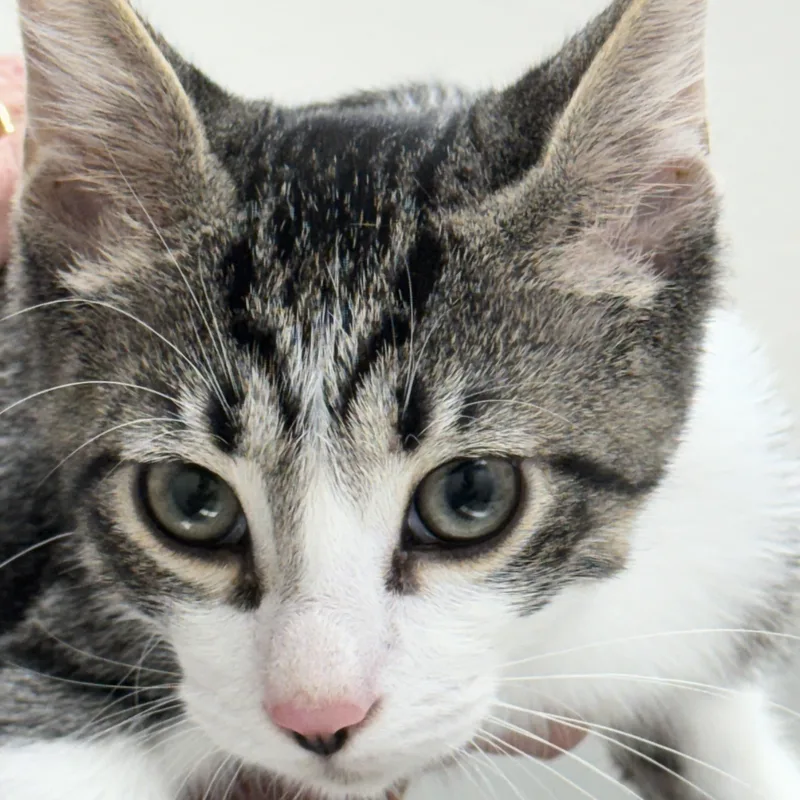 Chandler thumbnail 2