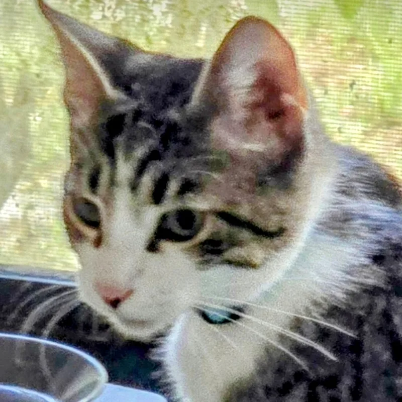 Chandler thumbnail 3