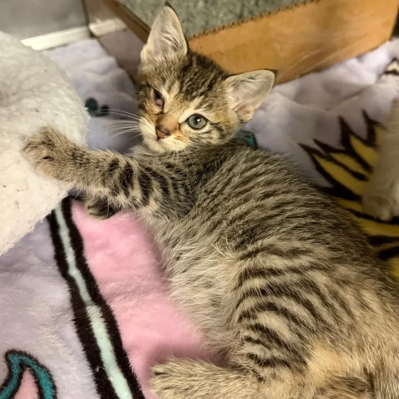 A baby small-sized female Brown / Chocolate Domestic Short Hair cat named Artemis for adoption in Austin, TX