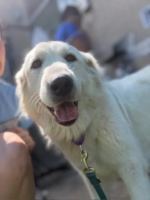 An adult extra large-sized female Mixed Breed dog named Maria for adoption in Dallas, TX