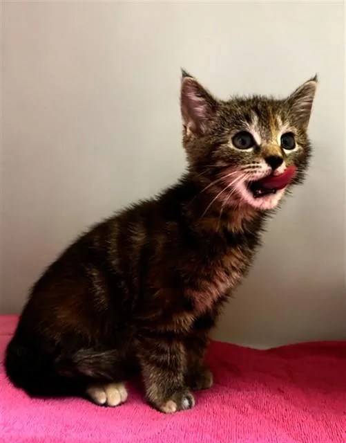 A baby small-sized female Domestic Short Hair cat named Catalina for adoption in Statesville, NC