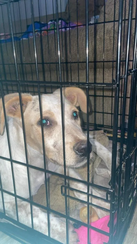 A baby medium-sized female Akita dog named Cherry for adoption in Republic, MO