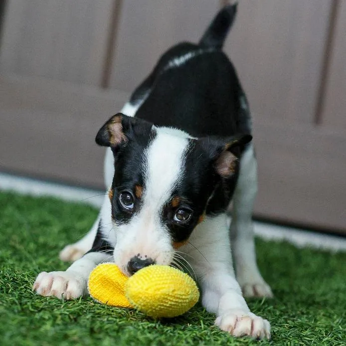 A baby small-sized male White / Cream Rat Terrier dog named Bob for adoption in Bradenton, FL