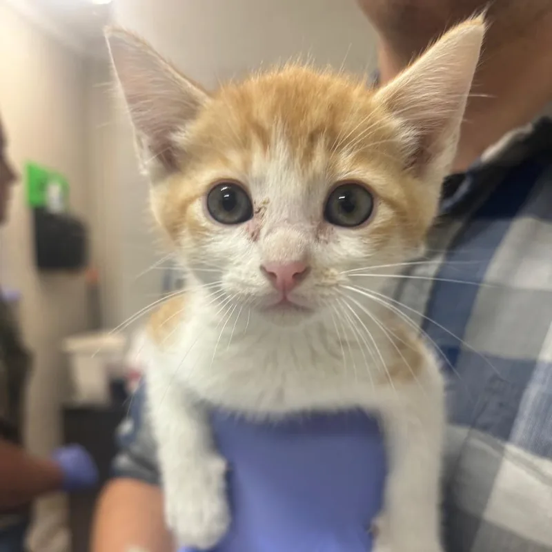 A baby small-sized male White Domestic Short Hair cat named Ford for adoption in Clanton, AL