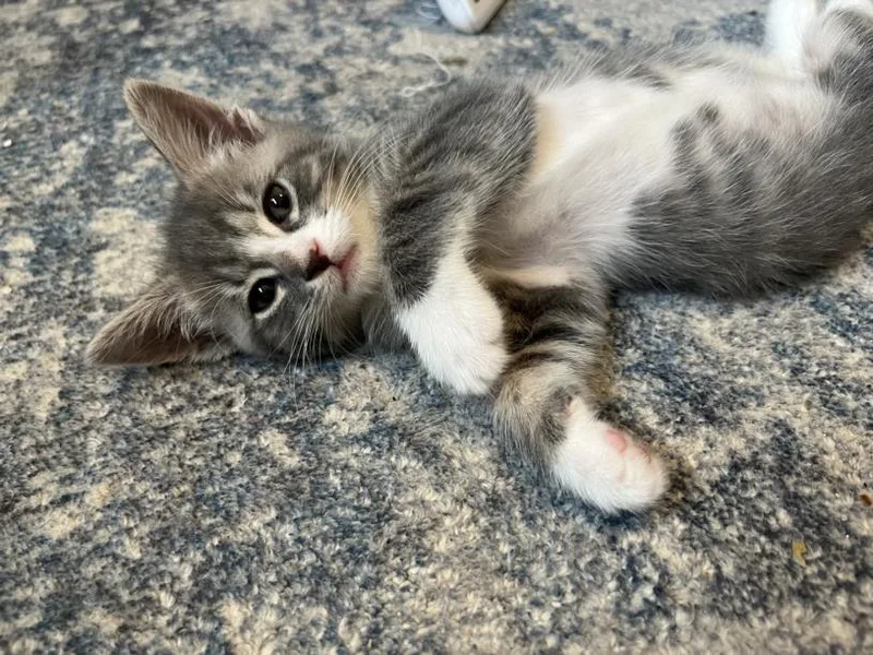 A baby small-sized male Domestic Short Hair cat named Conner for adoption in Hagerstown, MD