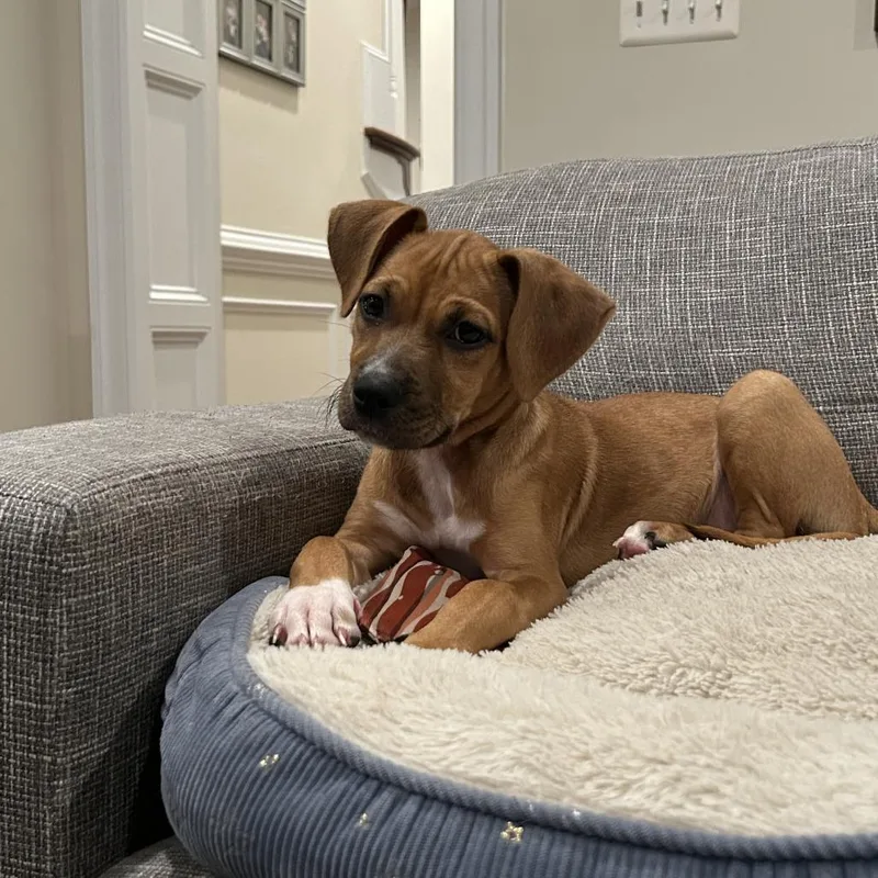 A baby small-sized female Yellow / Tan / Blond / Fawn Mixed Breed dog named Winifred for adoption in Fairfax, VA