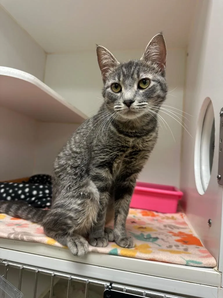 A baby small-sized female Domestic Short Hair cat named FionaJill for adoption in Johnson City, TN