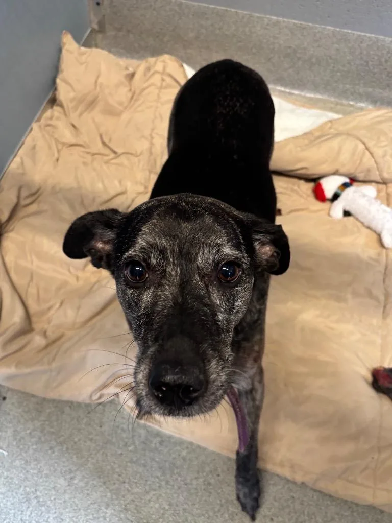 An adult medium-sized female Hound dog named Lucky for adoption in Bloomington, IN