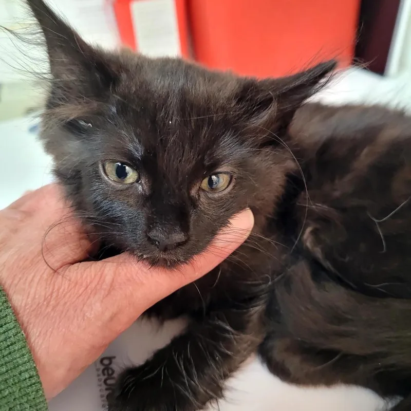A baby small-sized female Domestic Long Hair cat named Ruby Brown for adoption in Allyn, WA