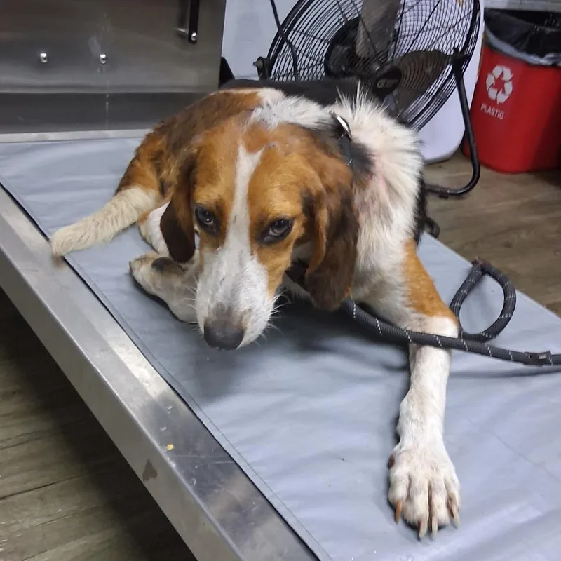 An adult medium-sized male Hound dog named Meeko for adoption in Summerville, SC