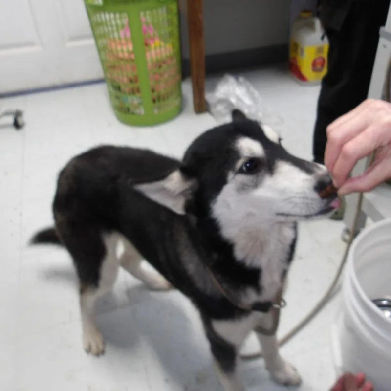An adult medium-sized female Black Husky dog named Lizzie for adoption in Marble, NC