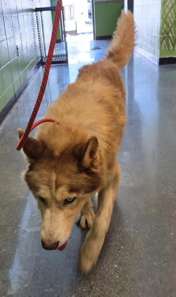 An adult large-sized male Siberian Husky dog named Ic Cheeto Puff for adoption in Lawrenceville, GA