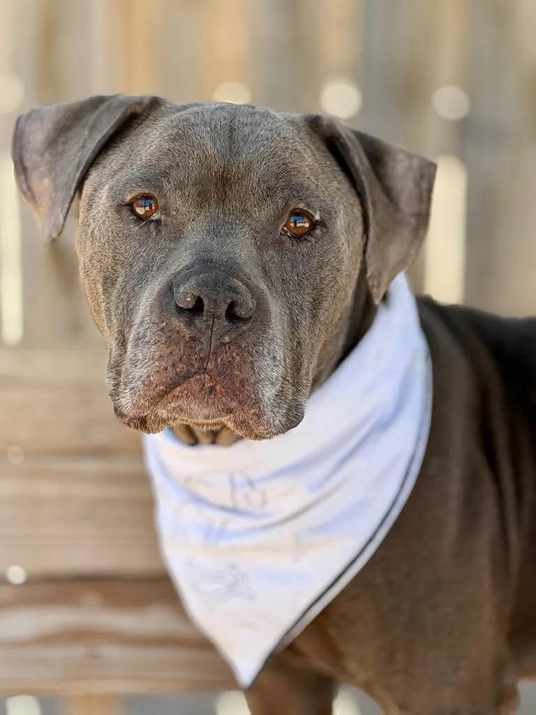 An adult medium-sized male Mixed Breed dog named Mojo Ozzy for adoption in Muskegon, MI