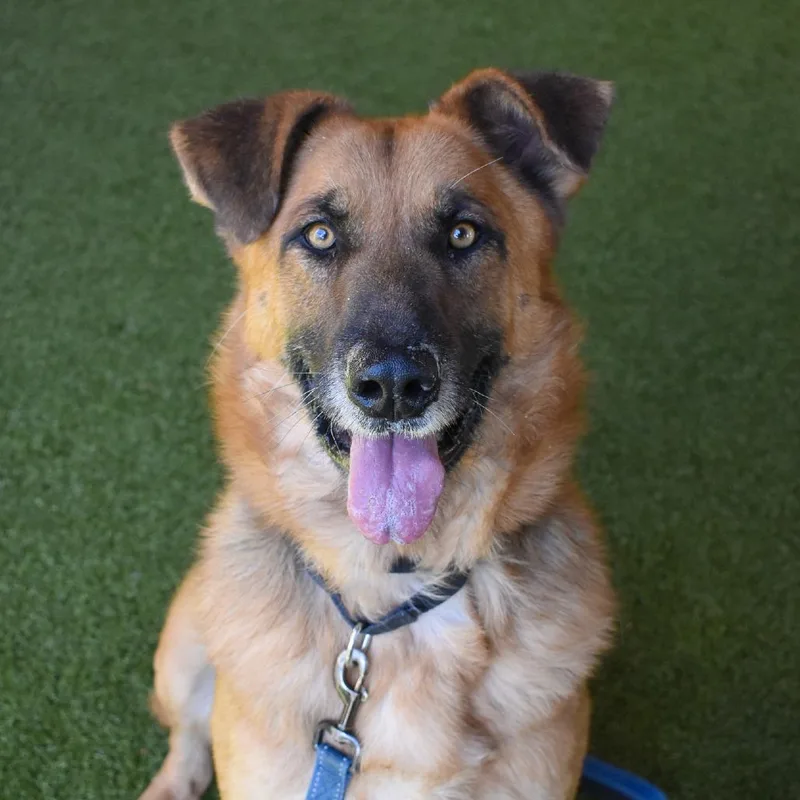 An adult large-sized male Brown / Chocolate Mixed Breed dog named Moose for adoption in West Palm Beach, FL
