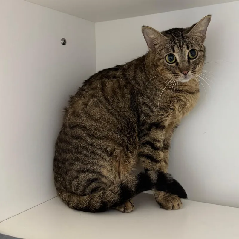 An adult medium-sized female Brown / Chocolate Domestic Short Hair cat named Pippa for adoption in League City, TX