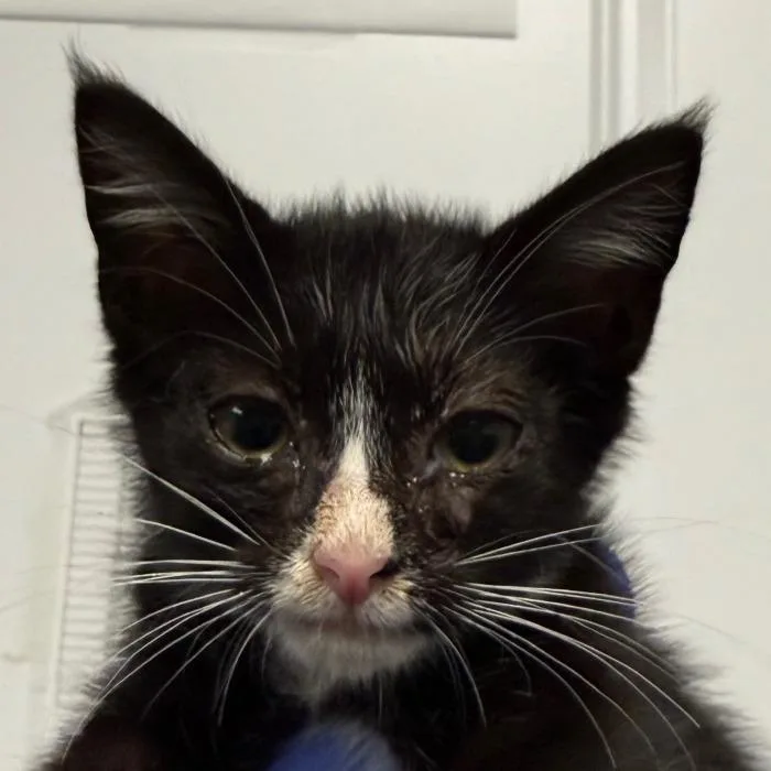 A baby small-sized female Black Domestic Short Hair cat named Daisy for adoption in Greenville, SC