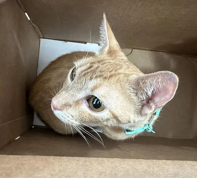 A young medium-sized female Domestic Short Hair cat named Mamas for adoption in Dallas, TX