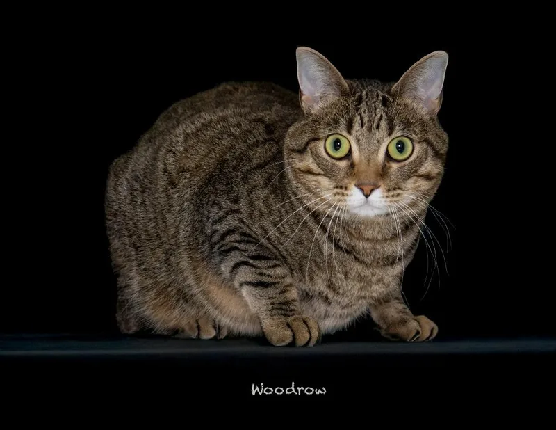 An adult large-sized male Domestic Short Hair cat named Woodrow for adoption in Hot Springs Village, AR