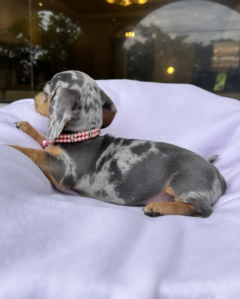 A young small-sized female Dachshund dog named Willow for adoption in Lakeland, GA