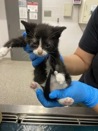 A baby small-sized male Domestic Short Hair cat named Seth Jarvis for adoption in Gastonia, NC