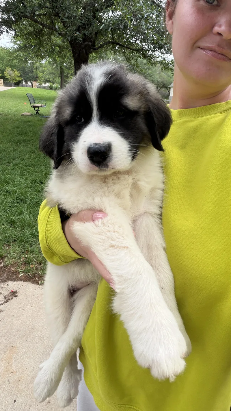 A baby large-sized female Great Pyrenees dog named Sugar Atx for adoption in Quinlan, TX