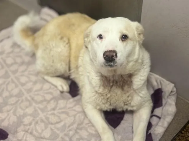 An adult large-sized female White / Cream Great Pyrenees dog named Margie for adoption in Hollister, CA