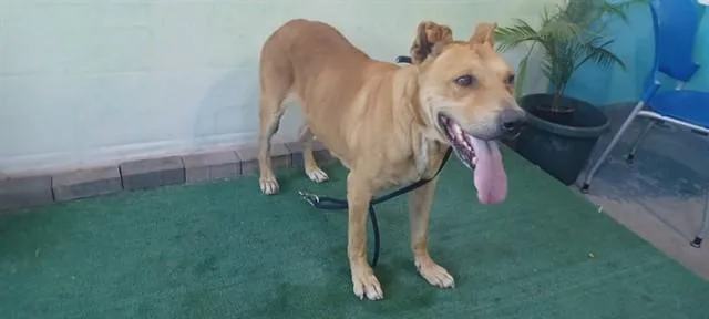 An adult medium-sized male German Shepherd Dog dog named Goopi for adoption in Baldwin Park, CA