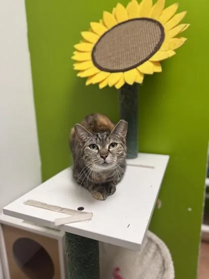 An adult small-sized female Domestic Short Hair cat named Mackenna for adoption in North Miami Beach, FL