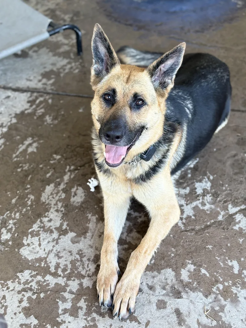 A young large-sized female German Shepherd Dog dog named Maisie Dee for adoption in Discovery Bay, CA