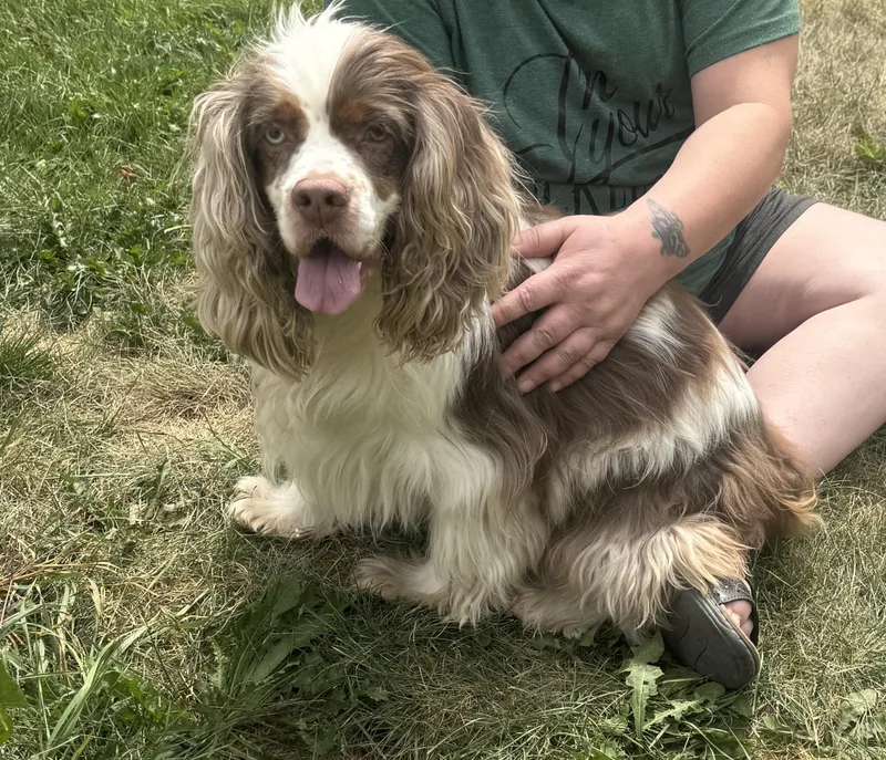 A young medium-sized male Cocker Spaniel dog named Louie for adoption in Glenwood City, WI