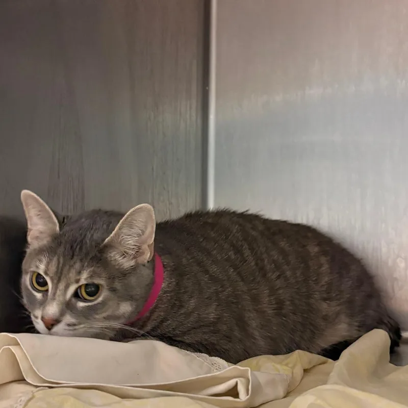 An adult large-sized female Gray / Blue / Silver Domestic Short Hair cat named Miss for adoption in Chattanooga, TN