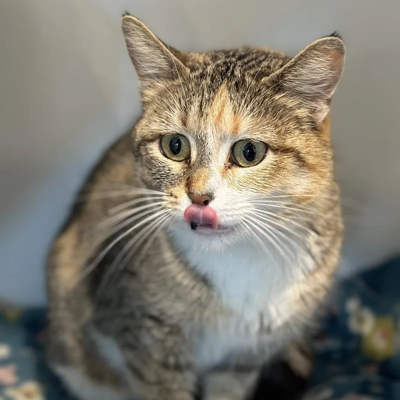 A young medium-sized female Torbie Domestic Short Hair cat named Thomasina for adoption in Matteson, IL