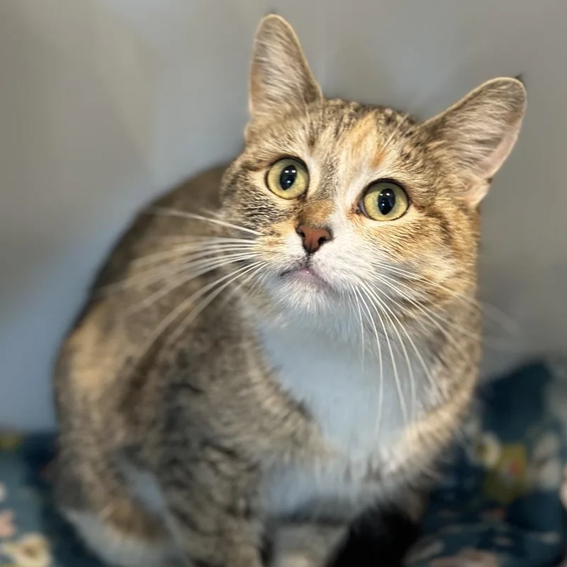 Thomasina thumbnail 2