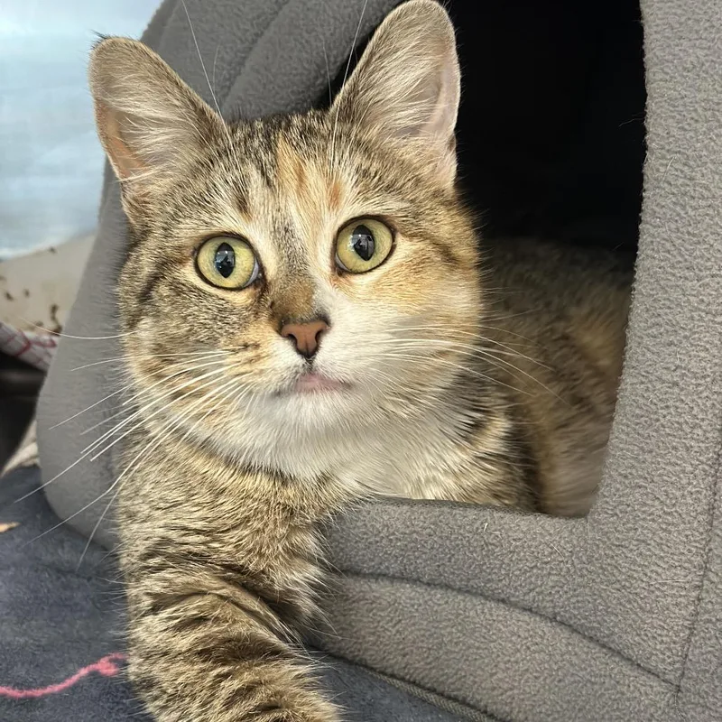 Thomasina thumbnail 3