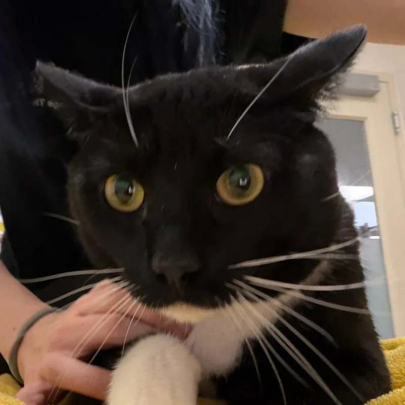 An adult large-sized male Domestic Short Hair cat named Pancho for adoption in Murray, UT
