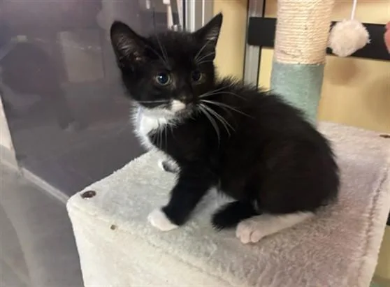 A baby small-sized male Domestic Short Hair cat named Sylvester for adoption in Lancaster, CA