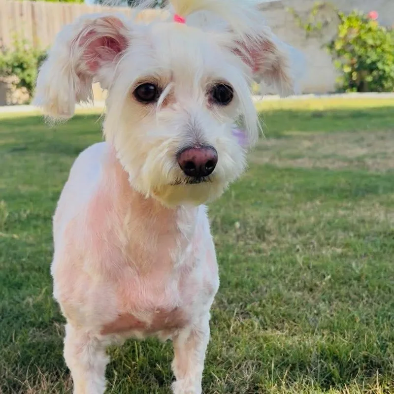 An adult small-sized female White / Cream Poodle dog named Pearl for adoption in Sonoma, CA
